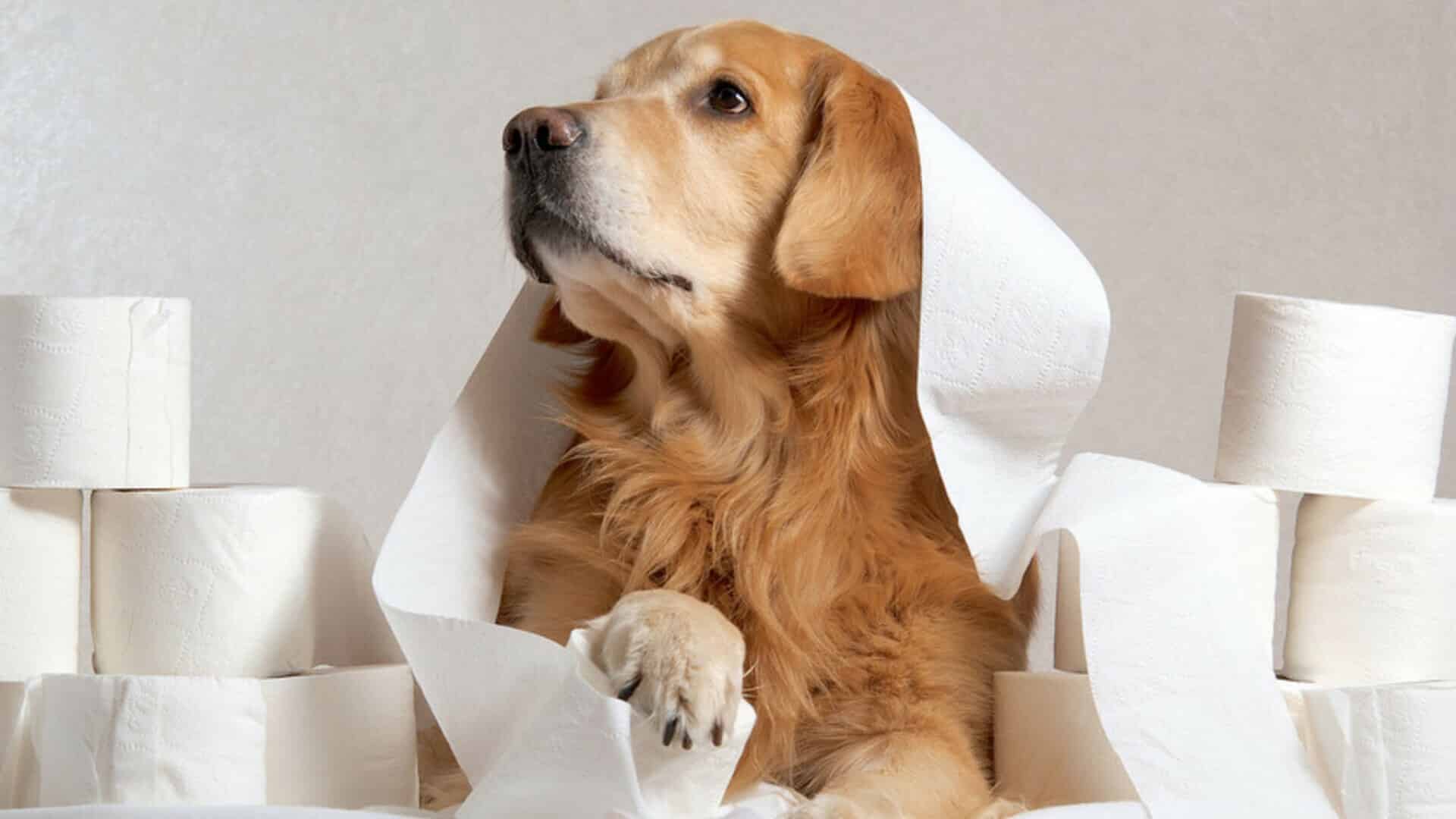Smecta chien - Peut-on lui en donner si il a la diarrhée