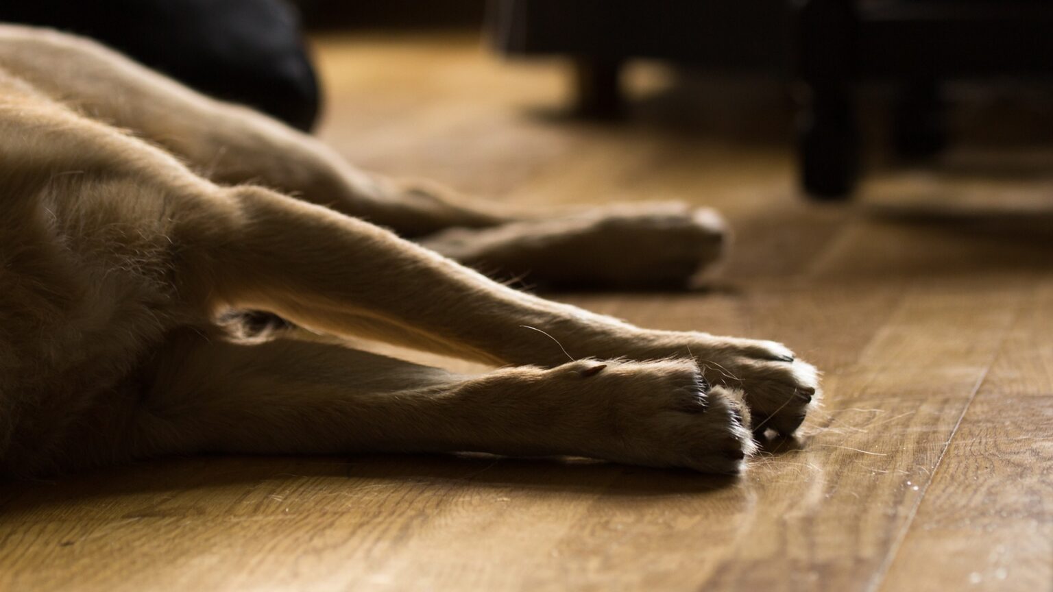 Épilepsie chien quelles sont les causes de ces crises et traitements