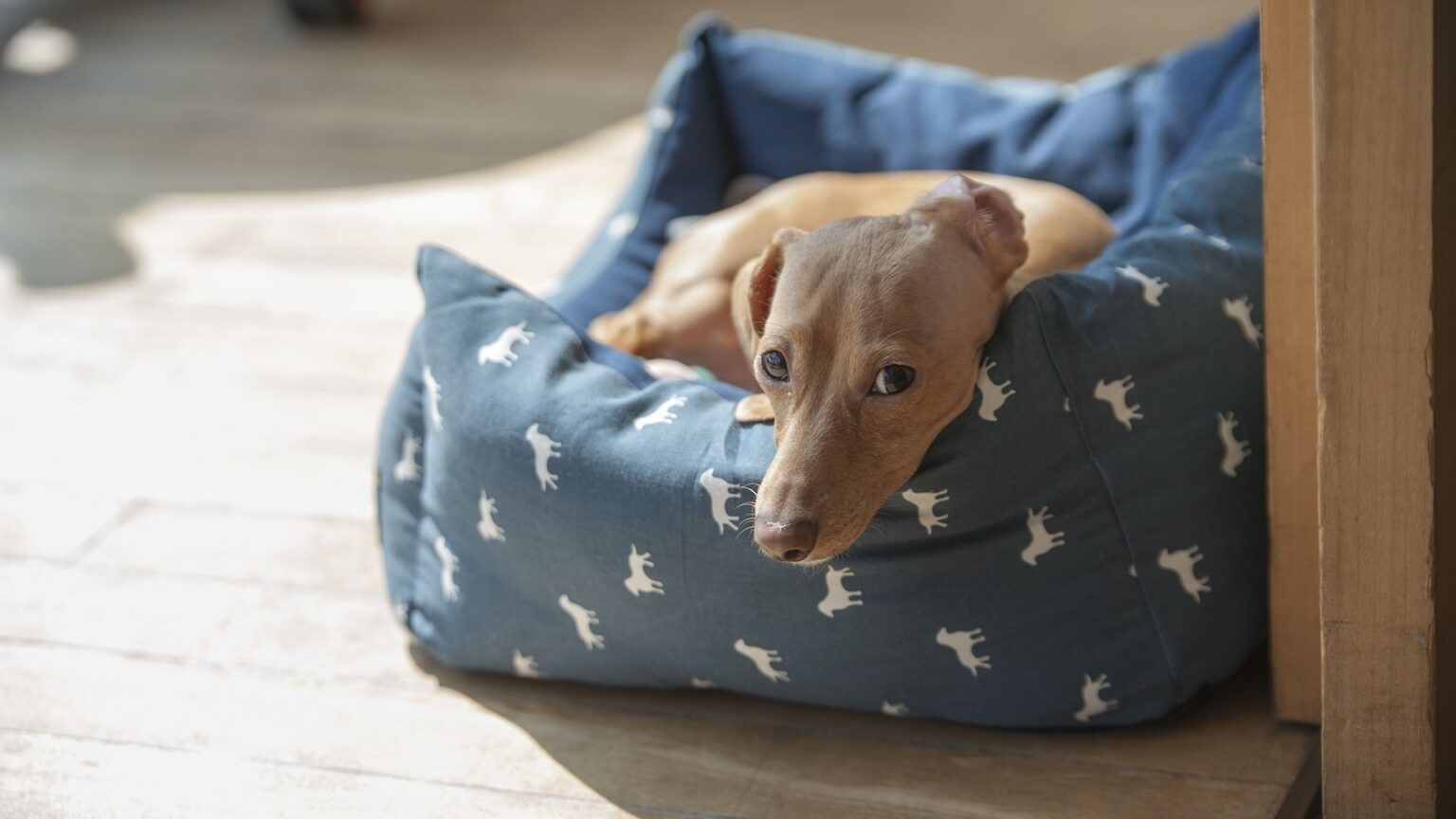 Adopter un chien d’appartement notre guide pour bien choisir