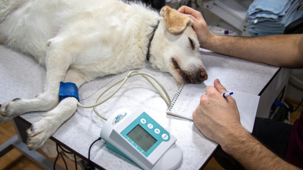 traitement épilepsie chez le chien