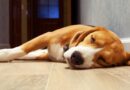 épilepsie chez le chien