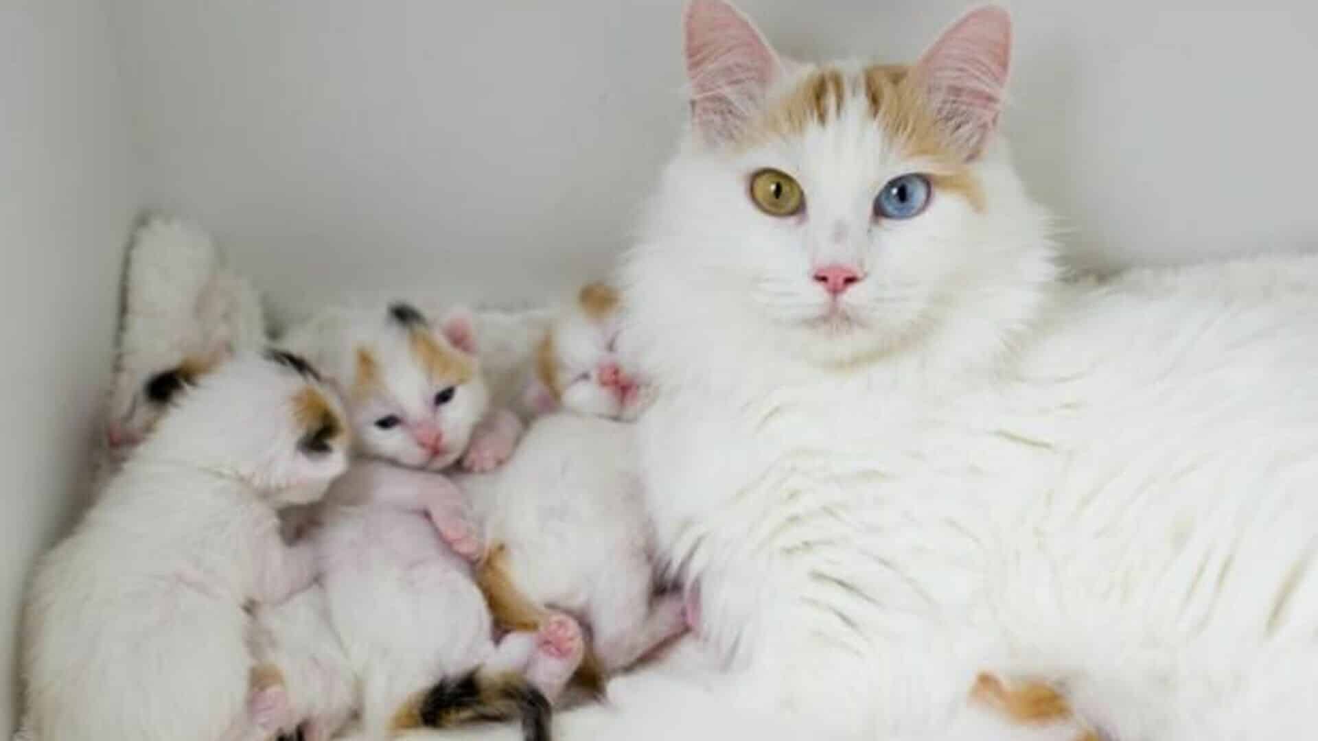 Turc De Van Prix De Ce Chat Comportement Caractere Sante