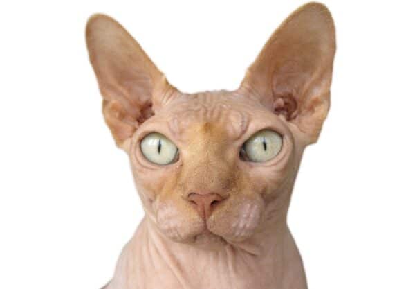 Chat Sphynx