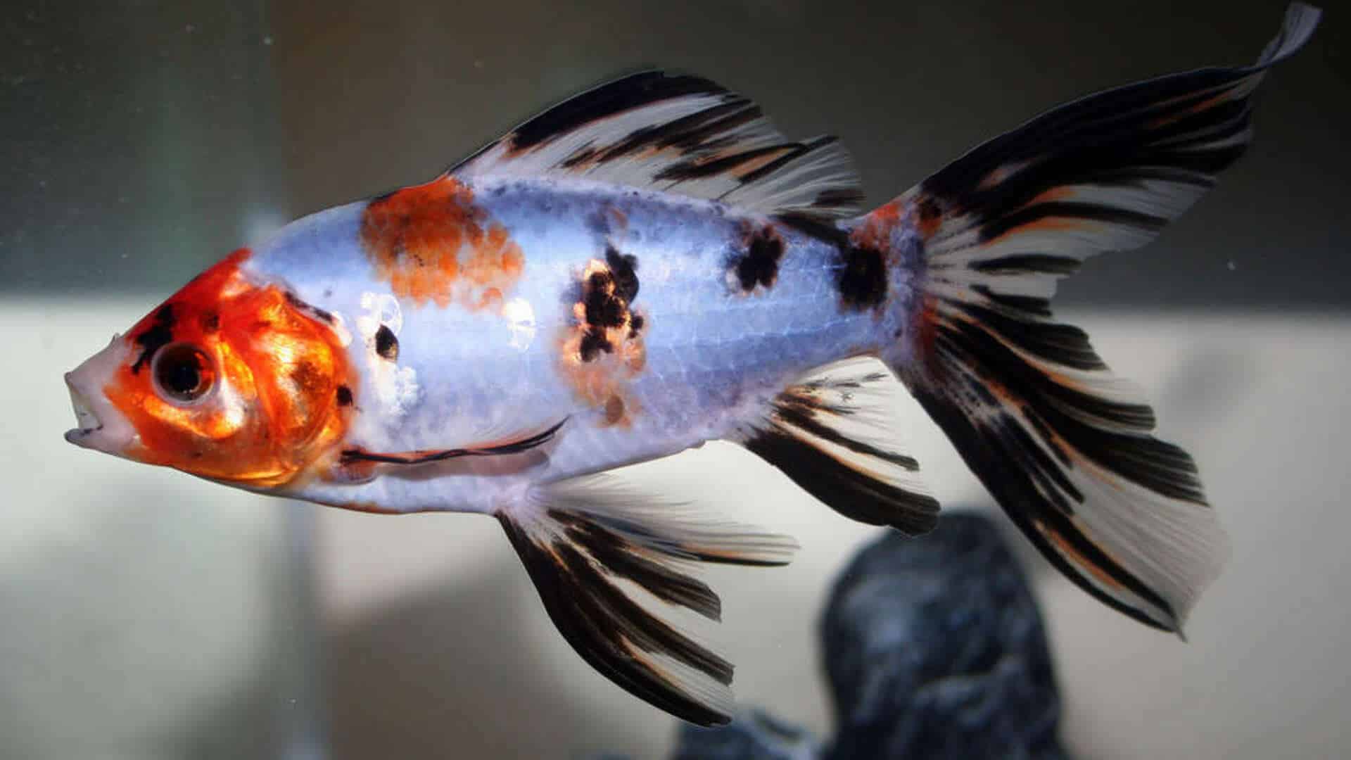 Le Poisson Rouge Japonais: Un guide complet sur sa durée de vie