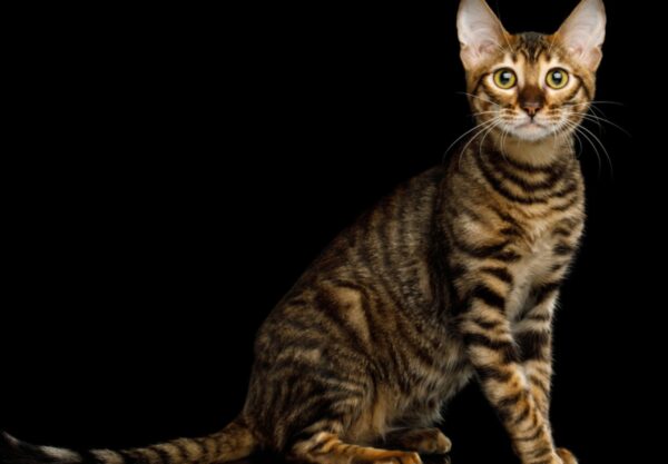 Toyger