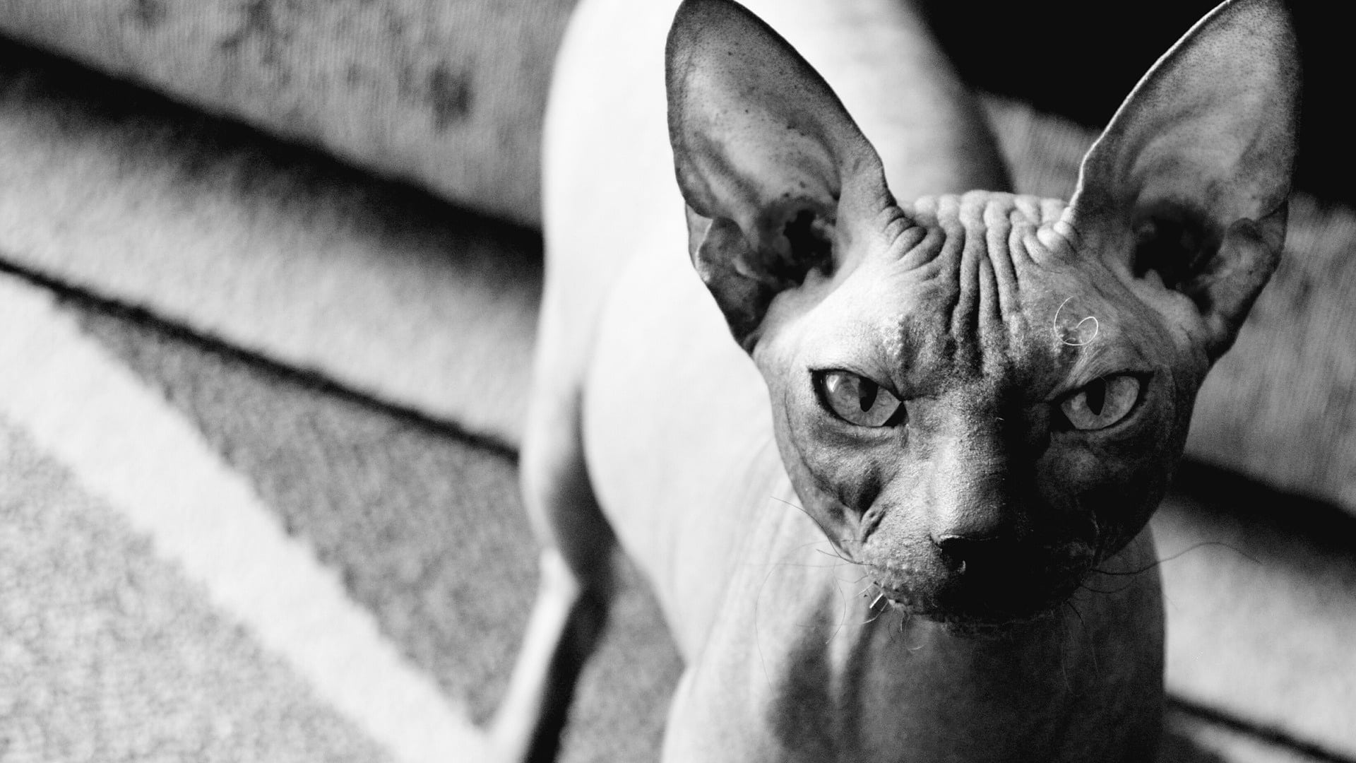 adopter Chat Sphynx