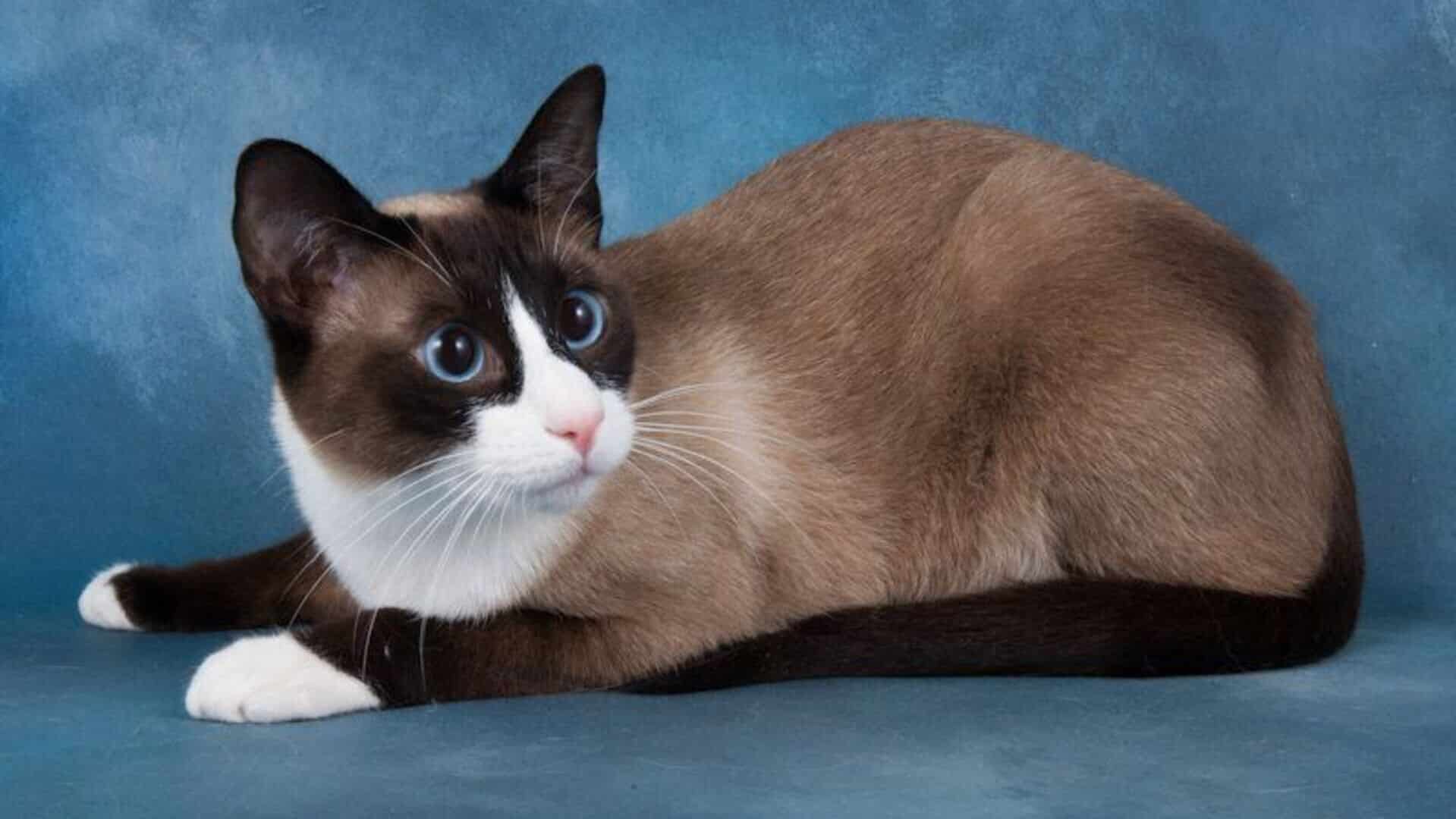 adopter Snowshoe