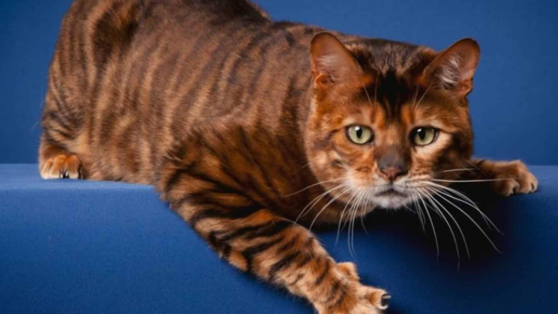 adopter Toyger