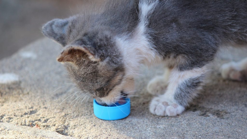 alimentation chaton après sevrage que donner