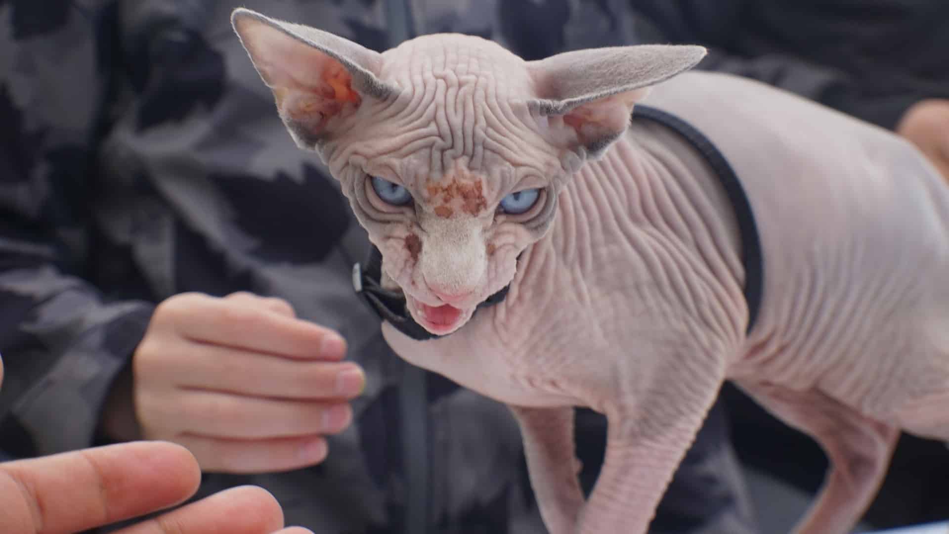 Chat Sphynx Prix Comportement Caractere Sante Chat Sphynx Prix Comportement Caractere Sante