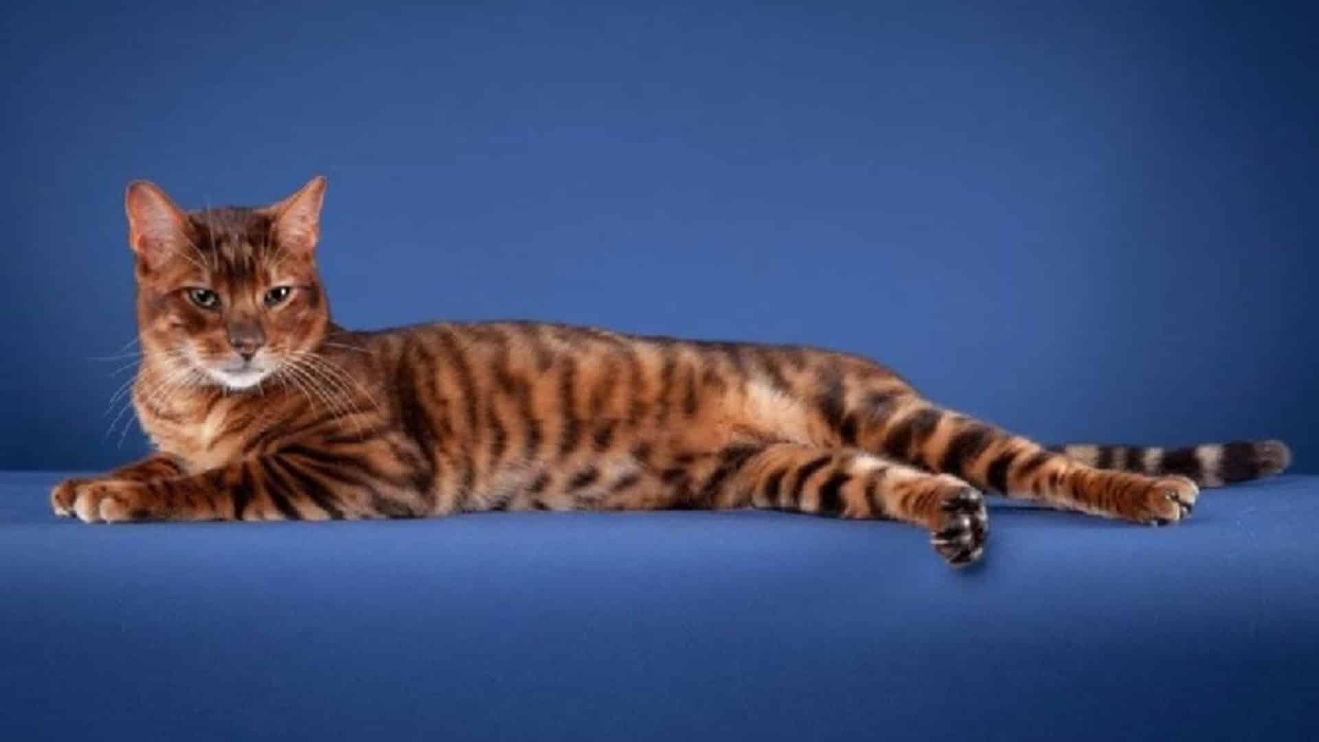 caractère Toyger