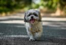 Pourquoi les chiens sont-ils fugueurs ? Notre guide pour comprendre et trouver des solutions