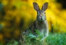 lapin à l'extérieur