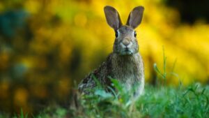 lapin à l'extérieur