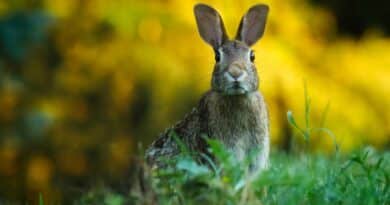 lapin à l'extérieur