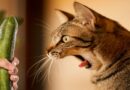 les chats ont peur des concombres
