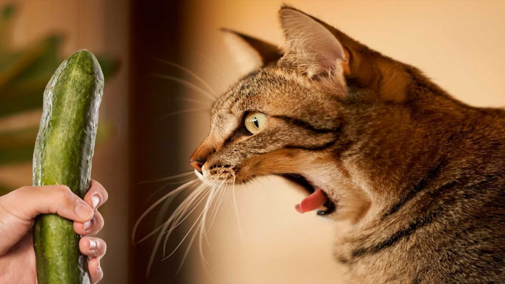 Pourquoi les chats ont peur des concombres ? Nos explications