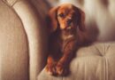 petit chien d'appartement
