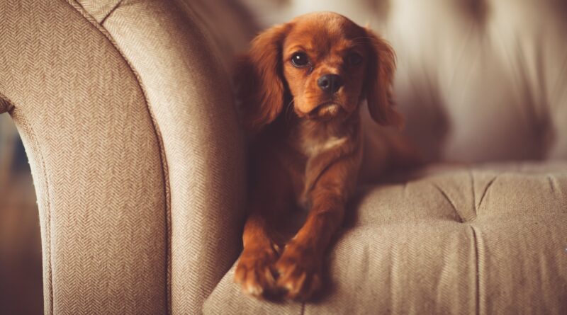 petit chien d'appartement