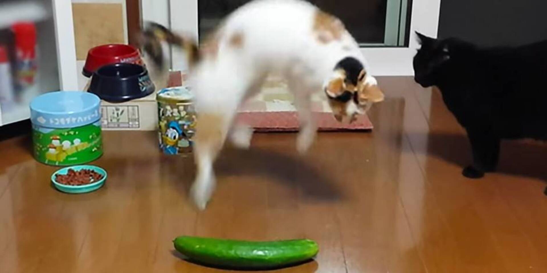 Pourquoi les chats ont peur des ? Nos explications