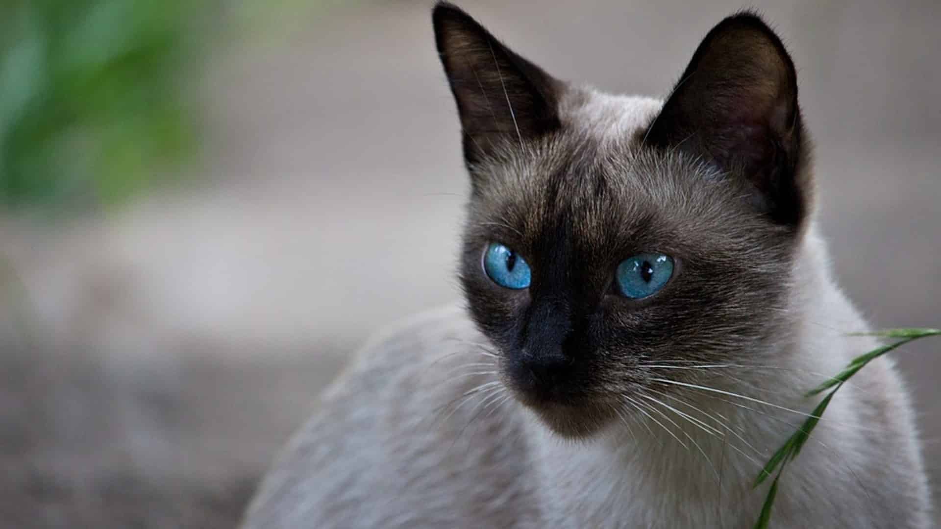 prix chat thai