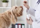 probiotiques pour chien