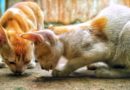 quelle alimentation chaton après sevrage