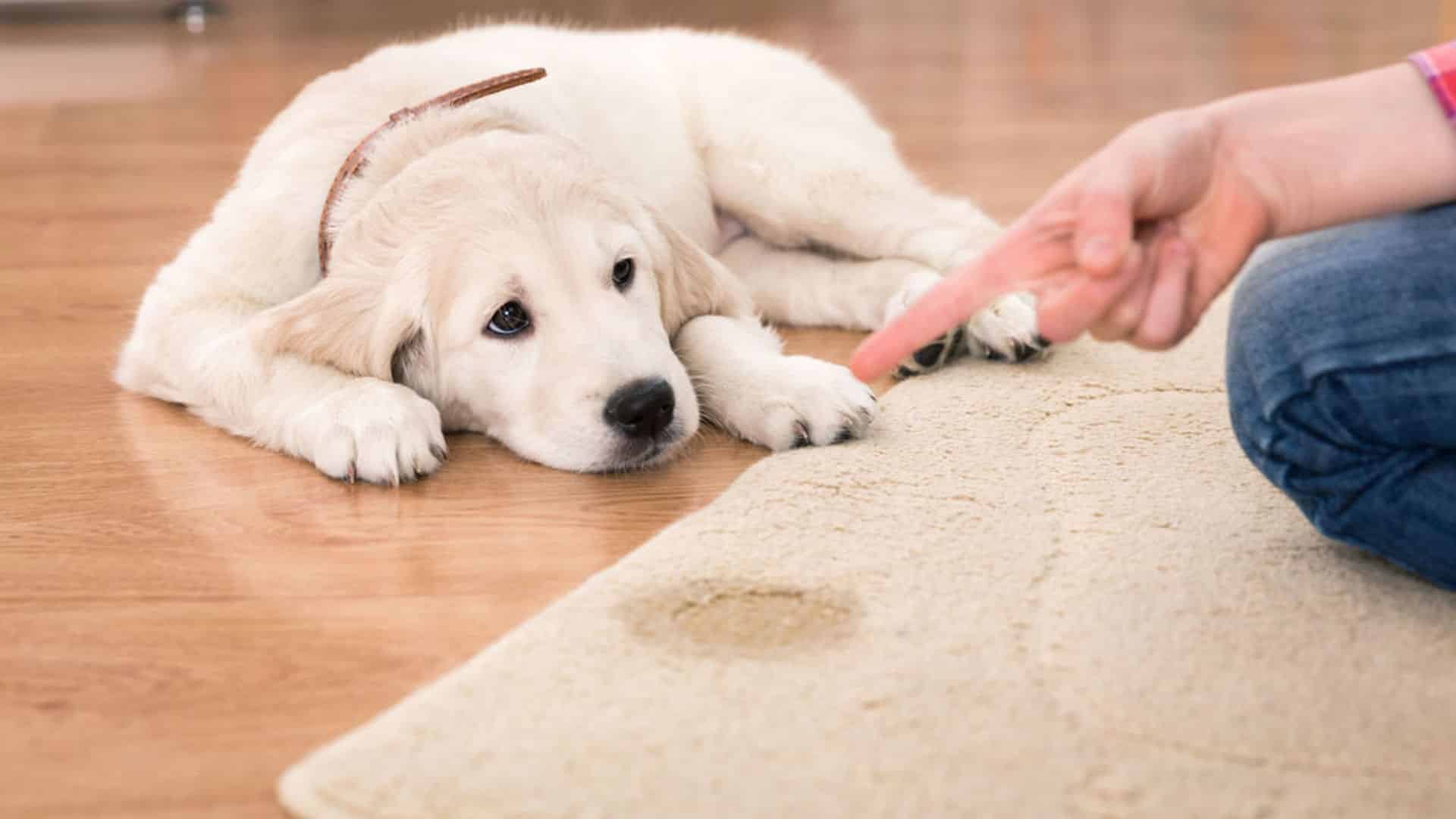 Repulsifs Pour Chiens Naturels Notre Liste Repulsifs Pour Chiens Naturels Notre Liste