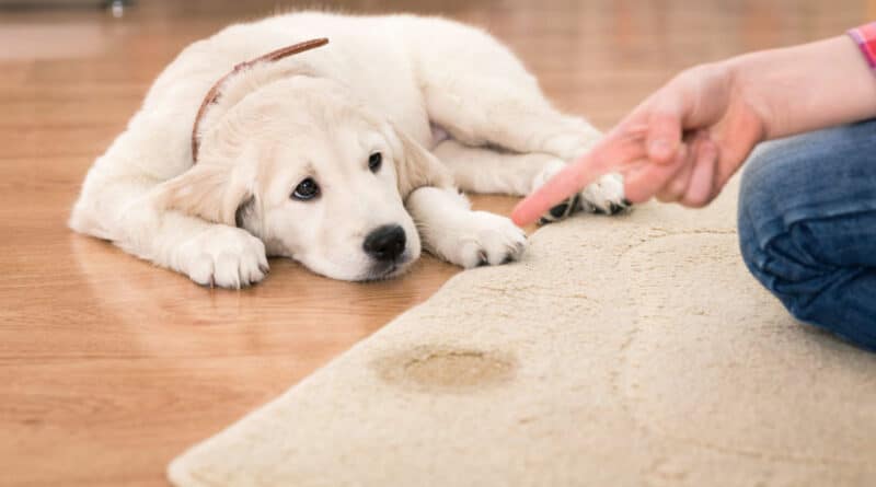 répulsif naturel pour chiens