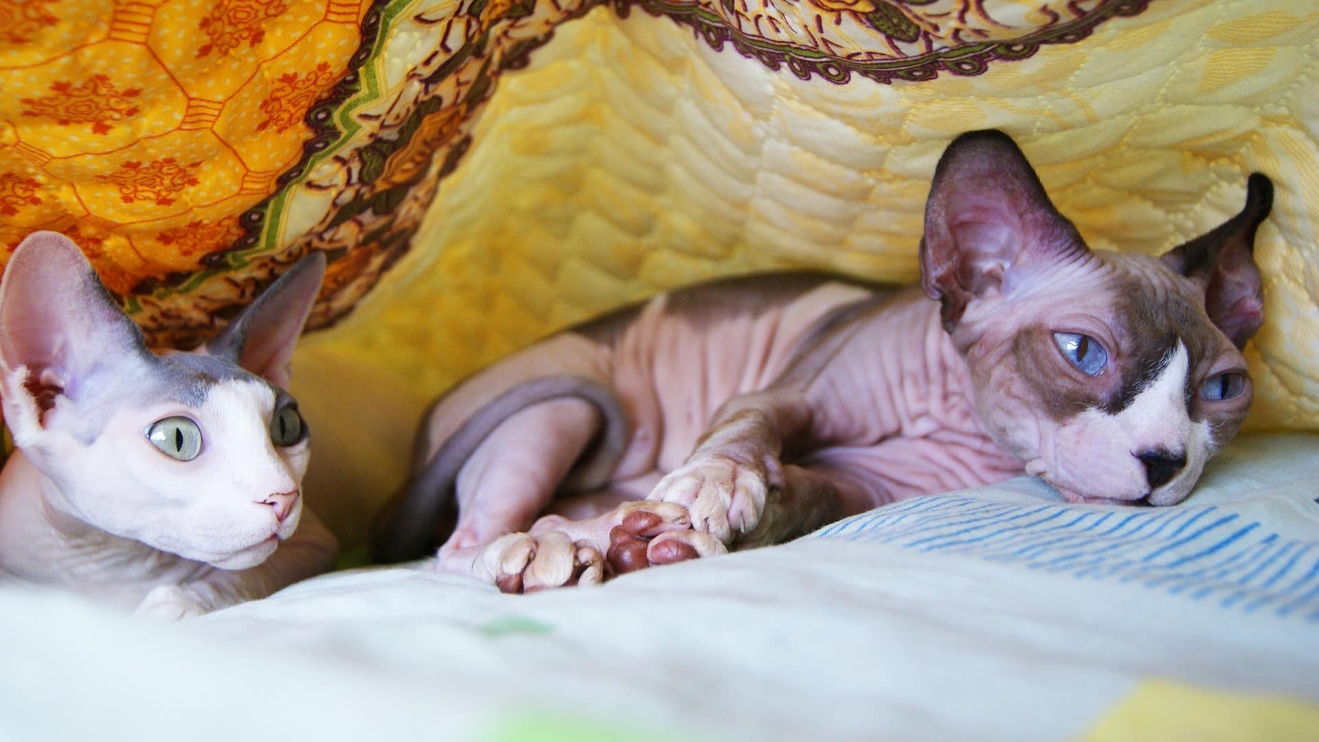 santé Chat Sphynx