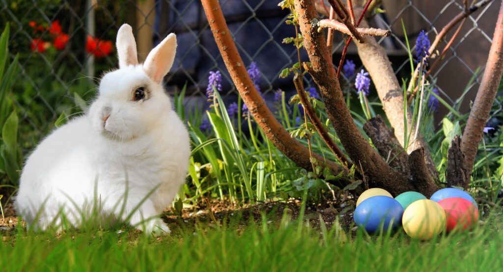 sortir le lapin à l'extérieur