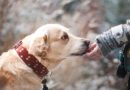 Comment interpréter les jappements d’un chien ?
