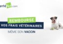 SantéVet Avis – Assurance pour chats, chiens et NAC