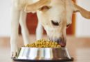 meilleures croquettes pour chien stérilisé