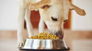 meilleures croquettes pour chien stérilisé