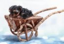 meilleures poussettes pour chien en 2020