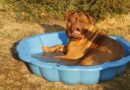 piscine pour chien
