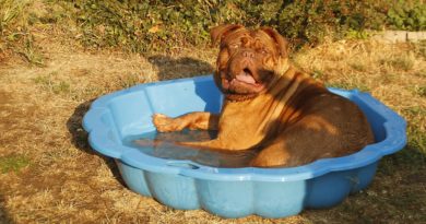 piscine pour chien