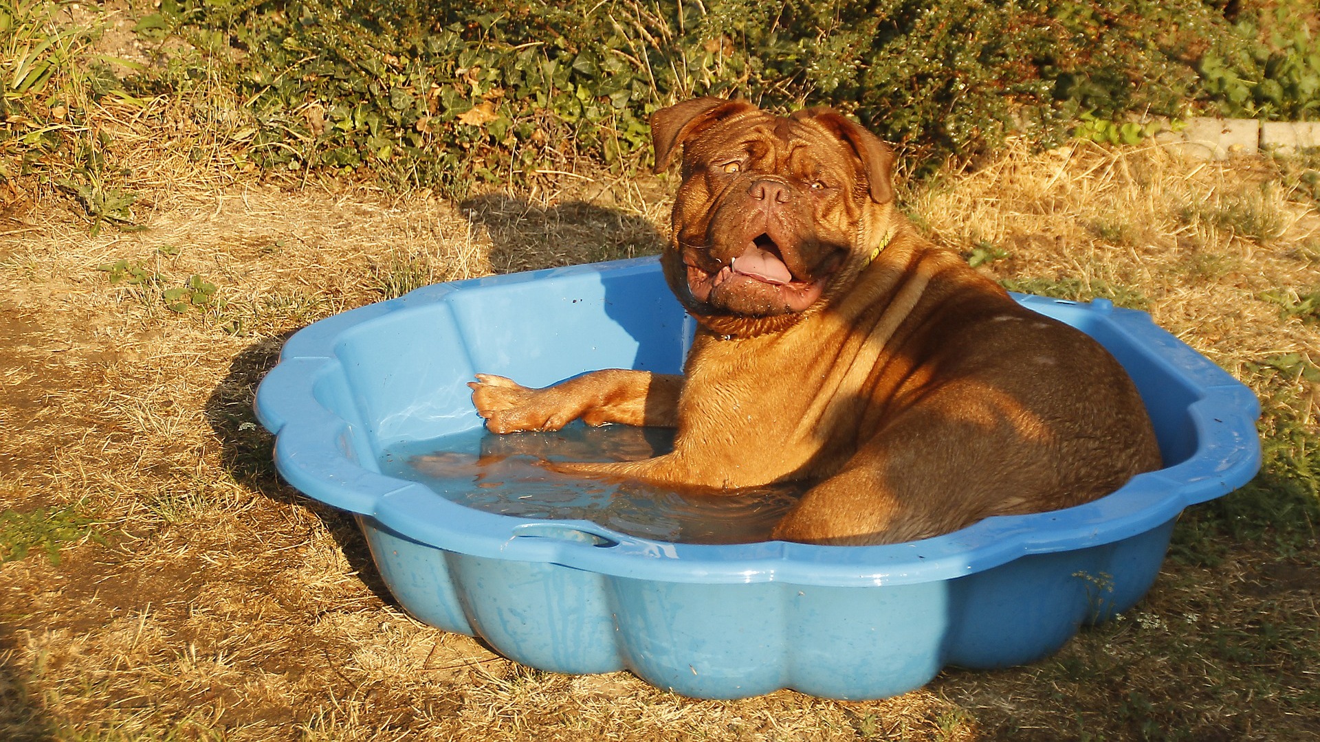 Piscine pour chiens