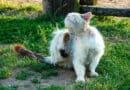 teigne chat et chien
