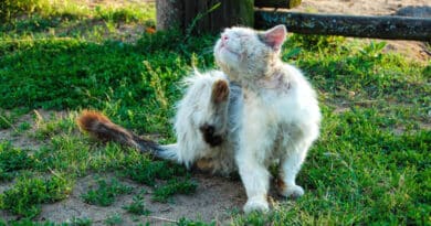 teigne chat et chien