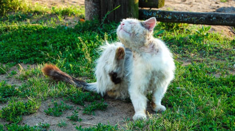 teigne chat et chien