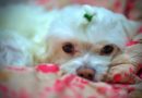Comment protéger son chien de la pancréatite ?