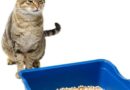 infection urinaire chez les chats