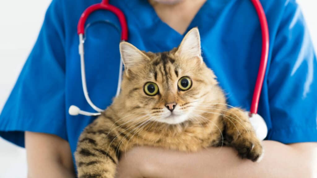traiter infection urinaire chez les chats