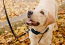 L’éducation canine avec un collier de dressage