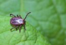 Comment anticiper efficacement les puces et tiques chez votre animal ?
