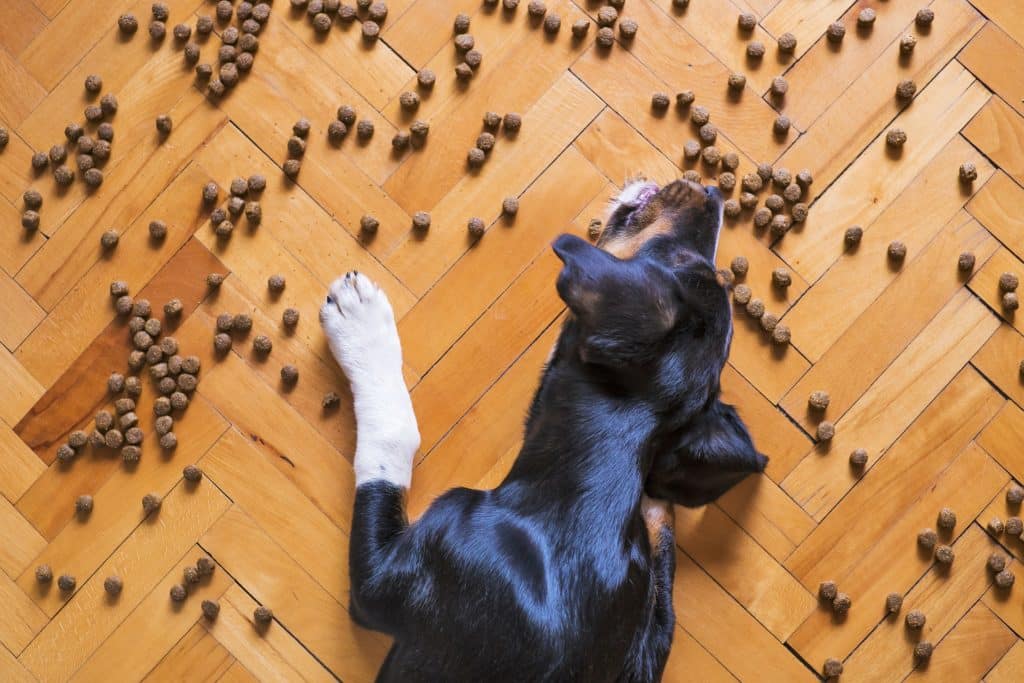 5 meilleures croquettes pour chien