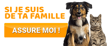 Nerf de bœuf entier pour chien