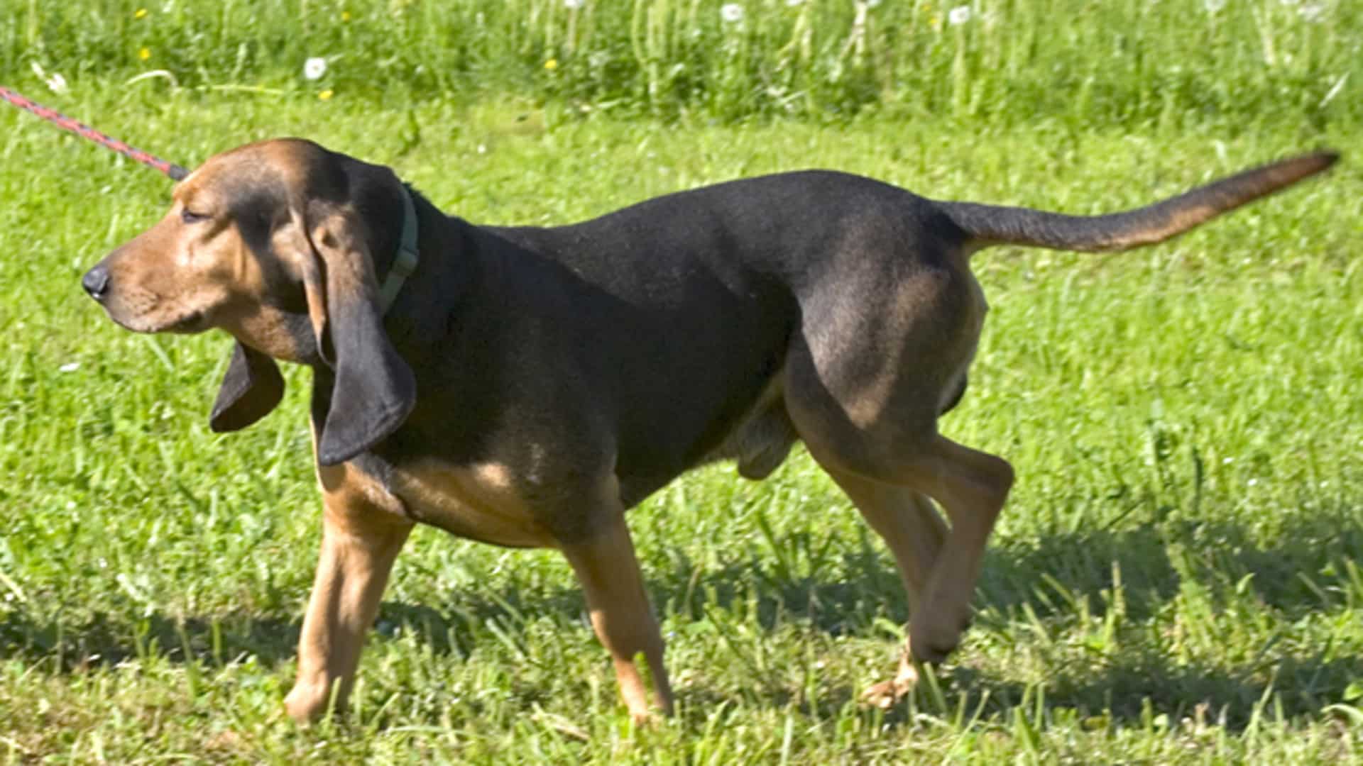 Chien bruno du Jura